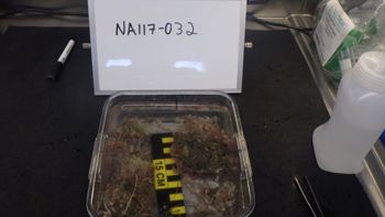 Media type: image;   Invertebrate Zoology 153120 Description: live specimen;